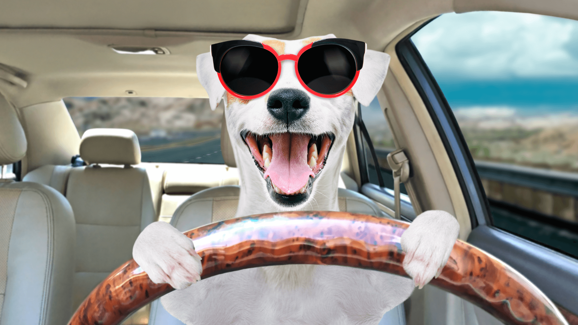 Moving With Pets - Important Tips to Keep Them Calm and Comfortable During Relocation (Pradhan Packers & Movers)